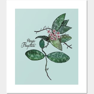 Hoya flagellata in bloom Posters and Art